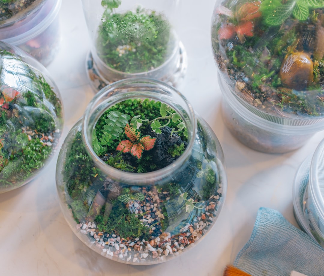 green and white plant in clear glass jars