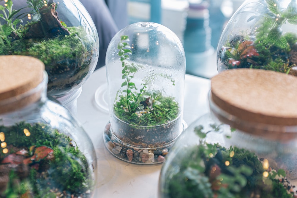 green plant in clear glass container