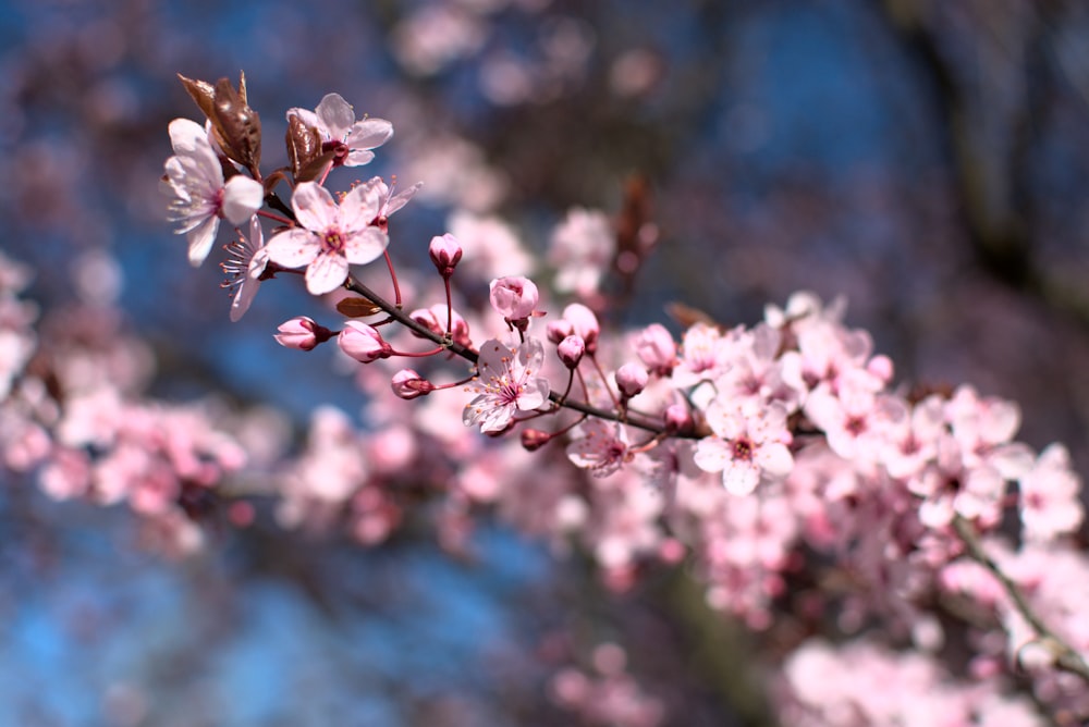 white and pink cherry blossom in close up photography