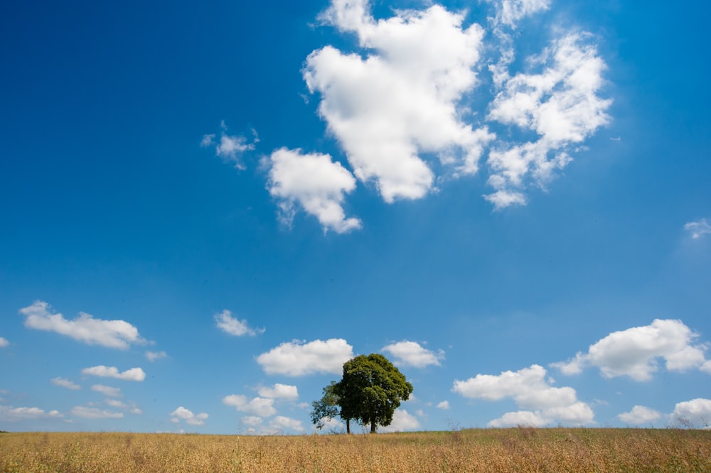 昼間の青い空と白い雲の下の緑の木
