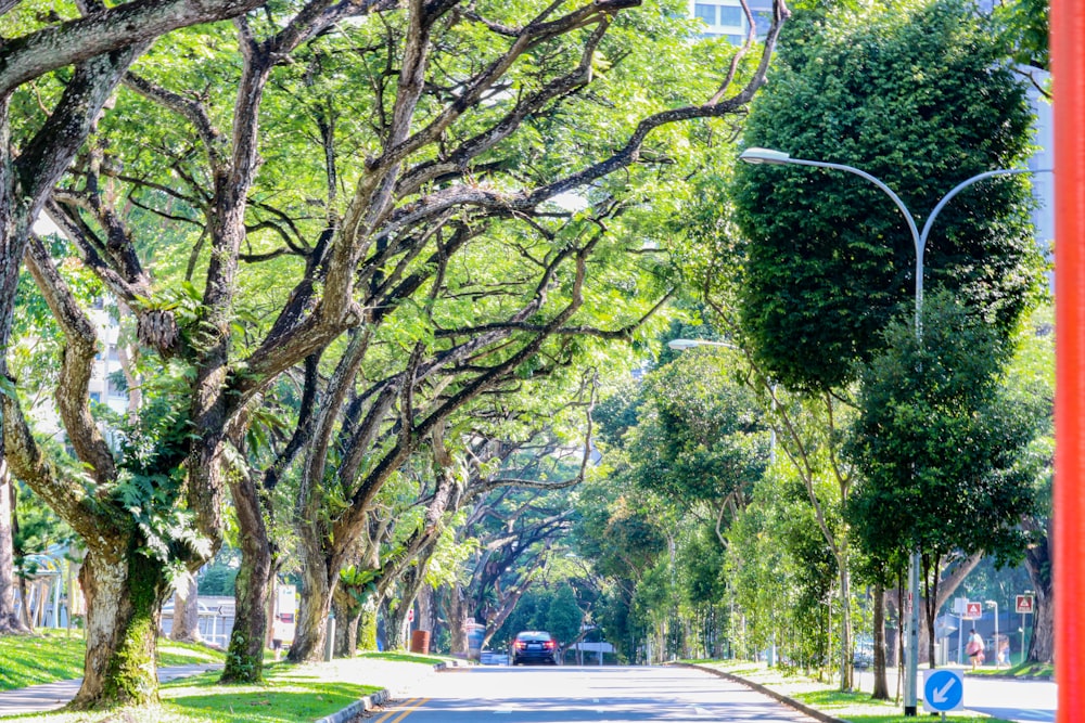 green trees beside road during daytime