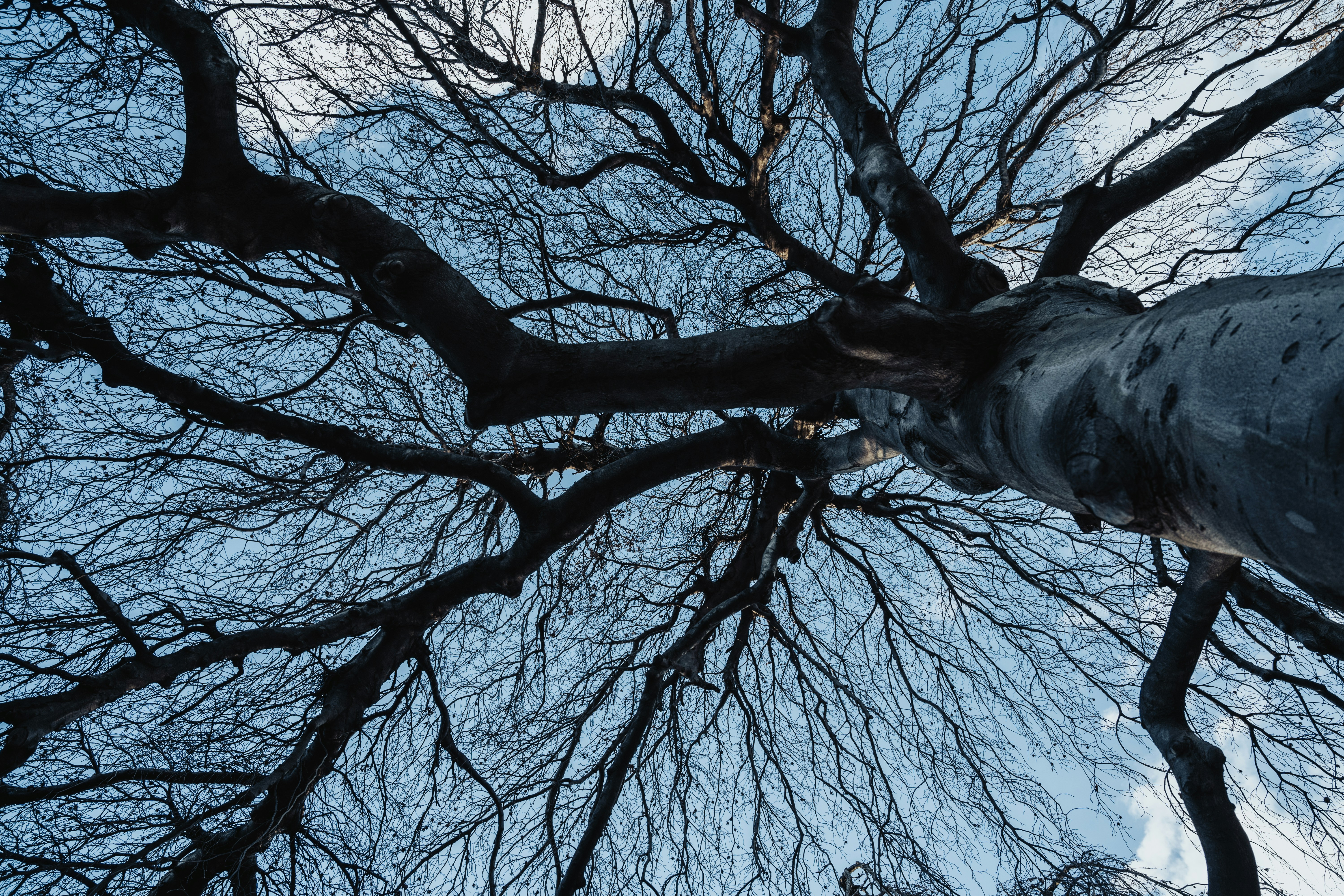 Low-Angle-Fotografie eines blattlosen Baumes