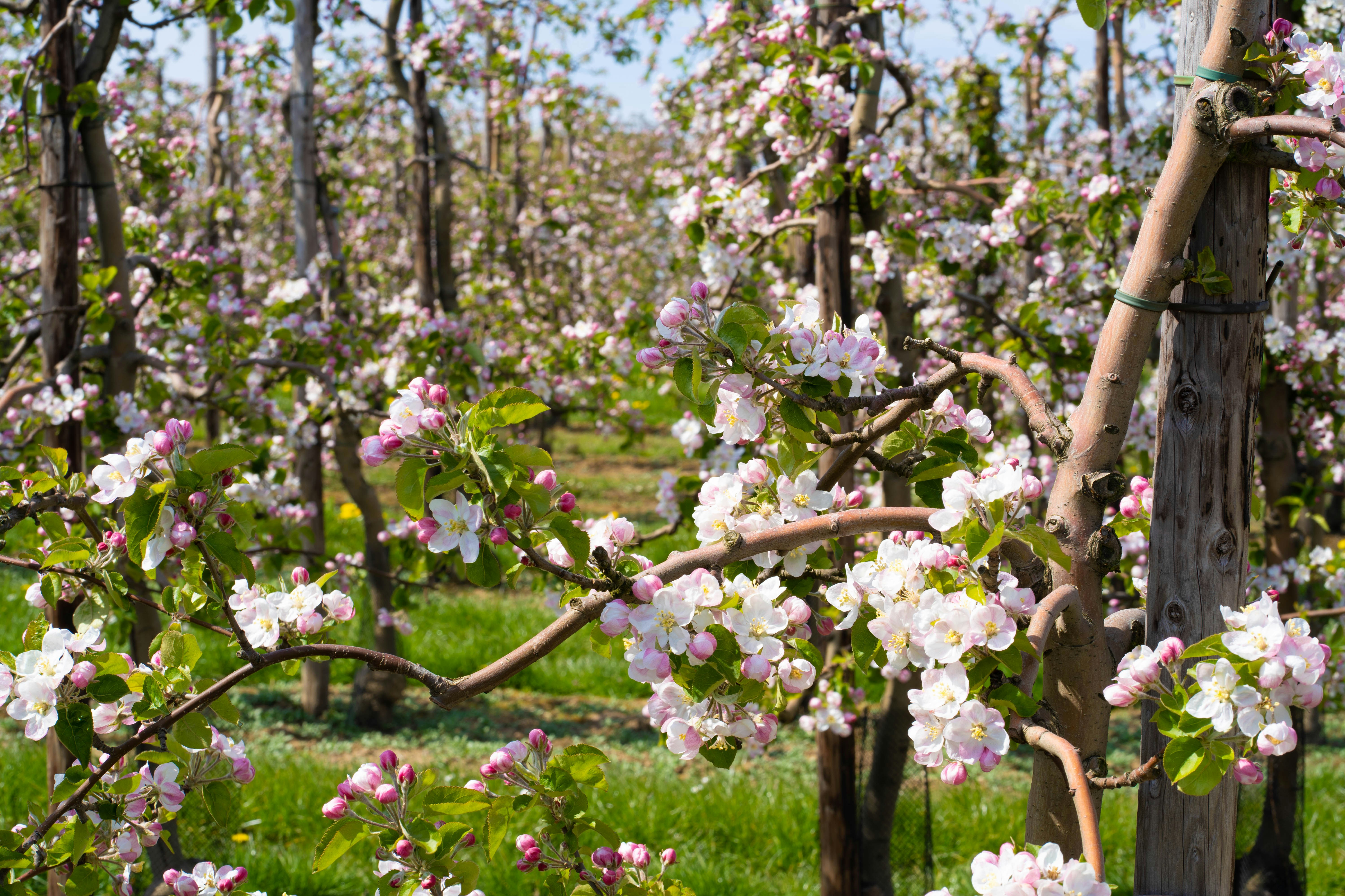 Photo by michelstock