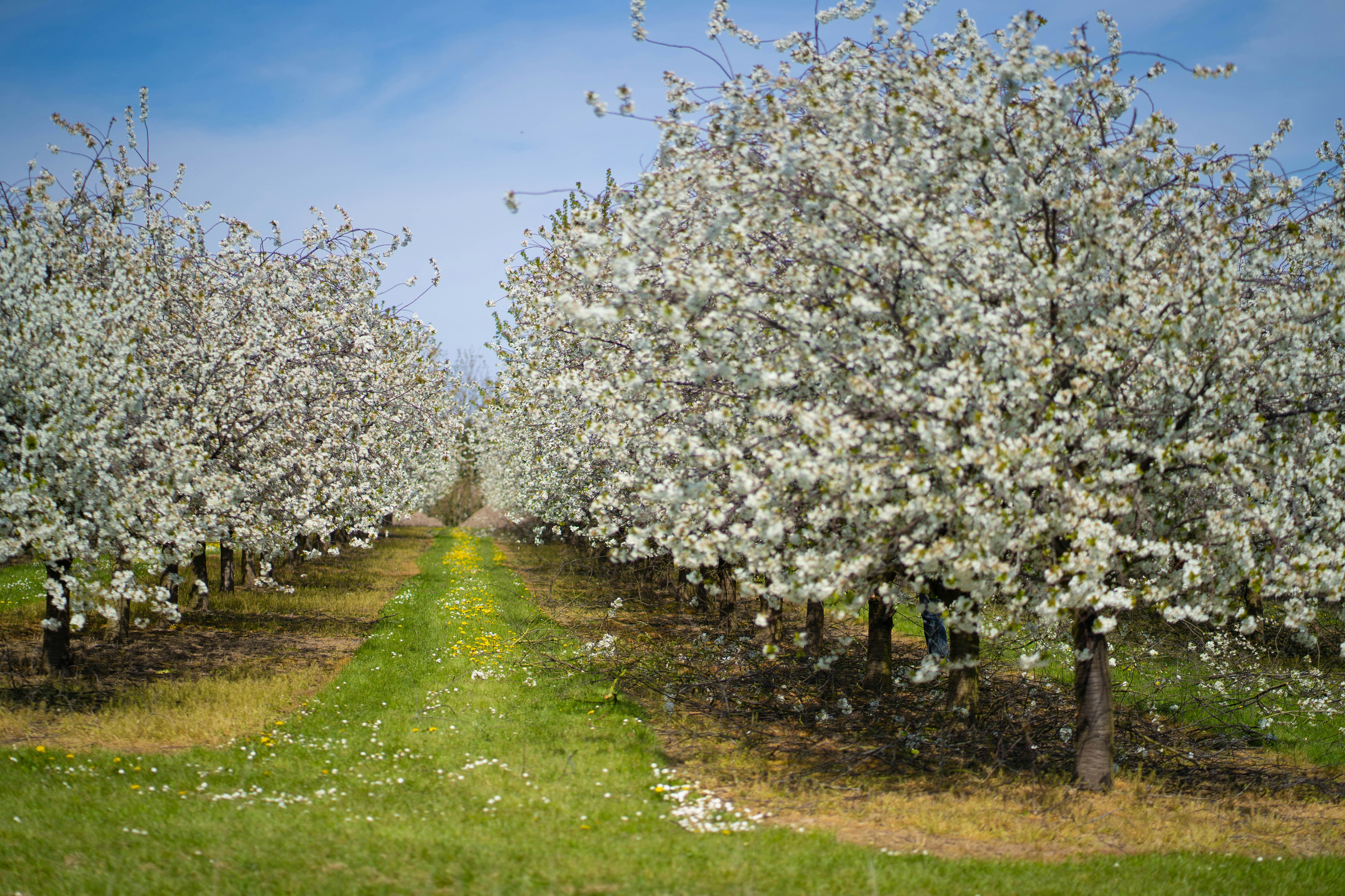 Photo by michelstock