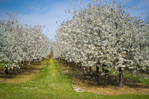 white cherry blossom tree on green grass field during daytime