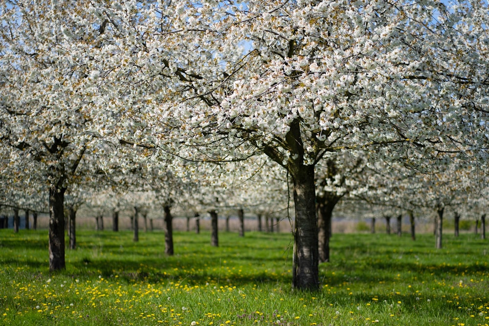 Foto árbol de flor de cerezo blanco en el campo de hierba verde durante el  día – Imagen Planta gratis en Unsplash