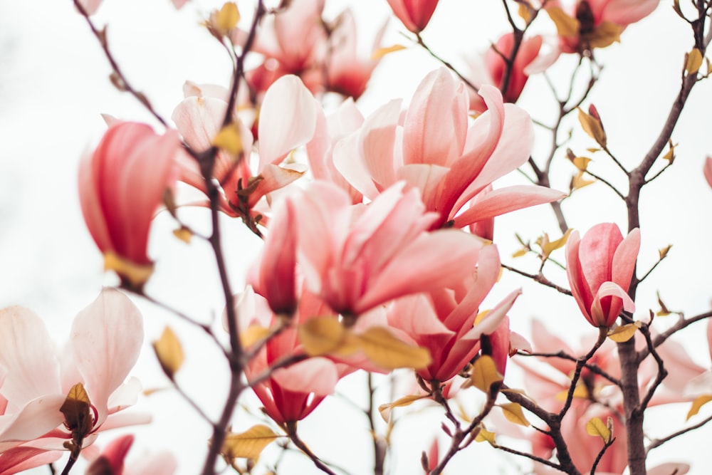 pink flowers in tilt shift lens