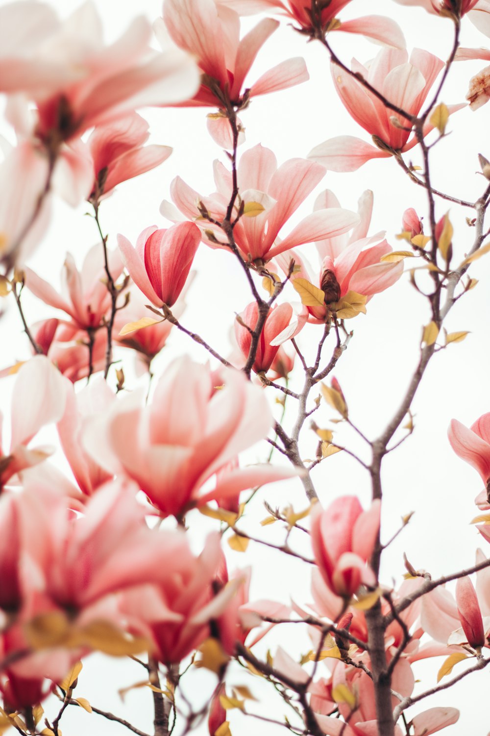 pink and white flowers during daytime