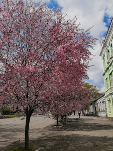 Blossom Days
