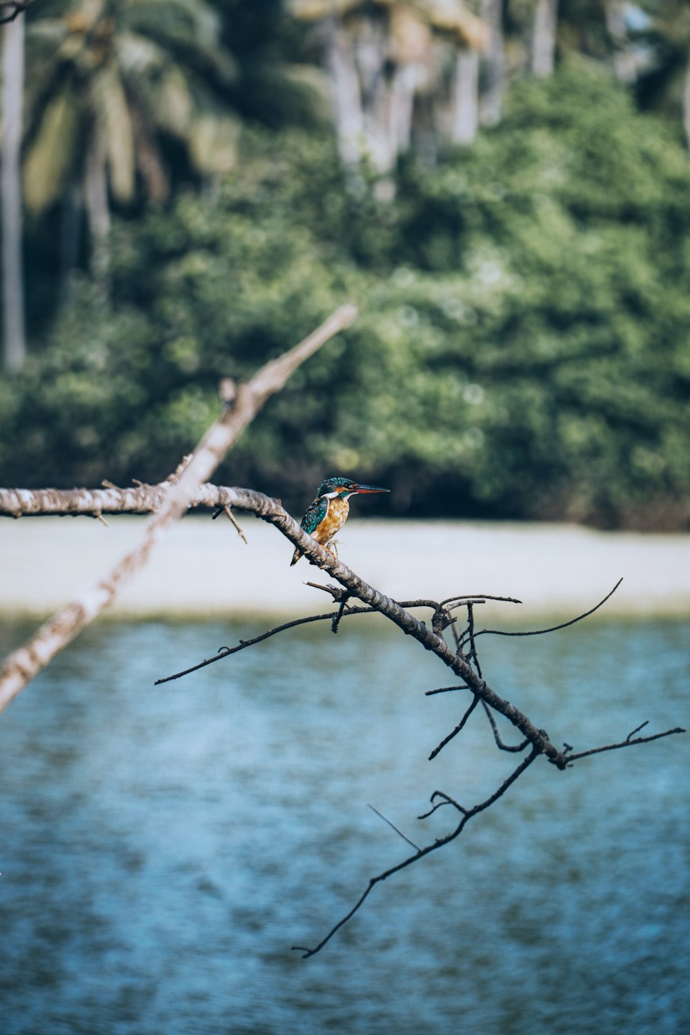 brown bird on brown tree branch during daytime