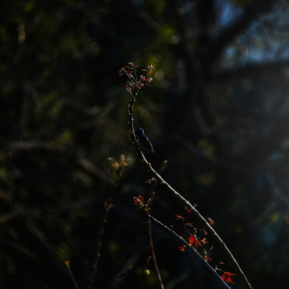 green plant in tilt shift lens