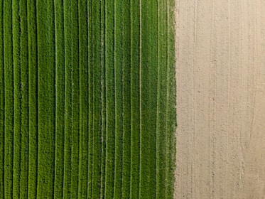 Aerial view of patchy crops before and after drone treatment showing clear improvement.