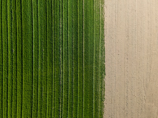 Before and after images of crop treatment using drones.