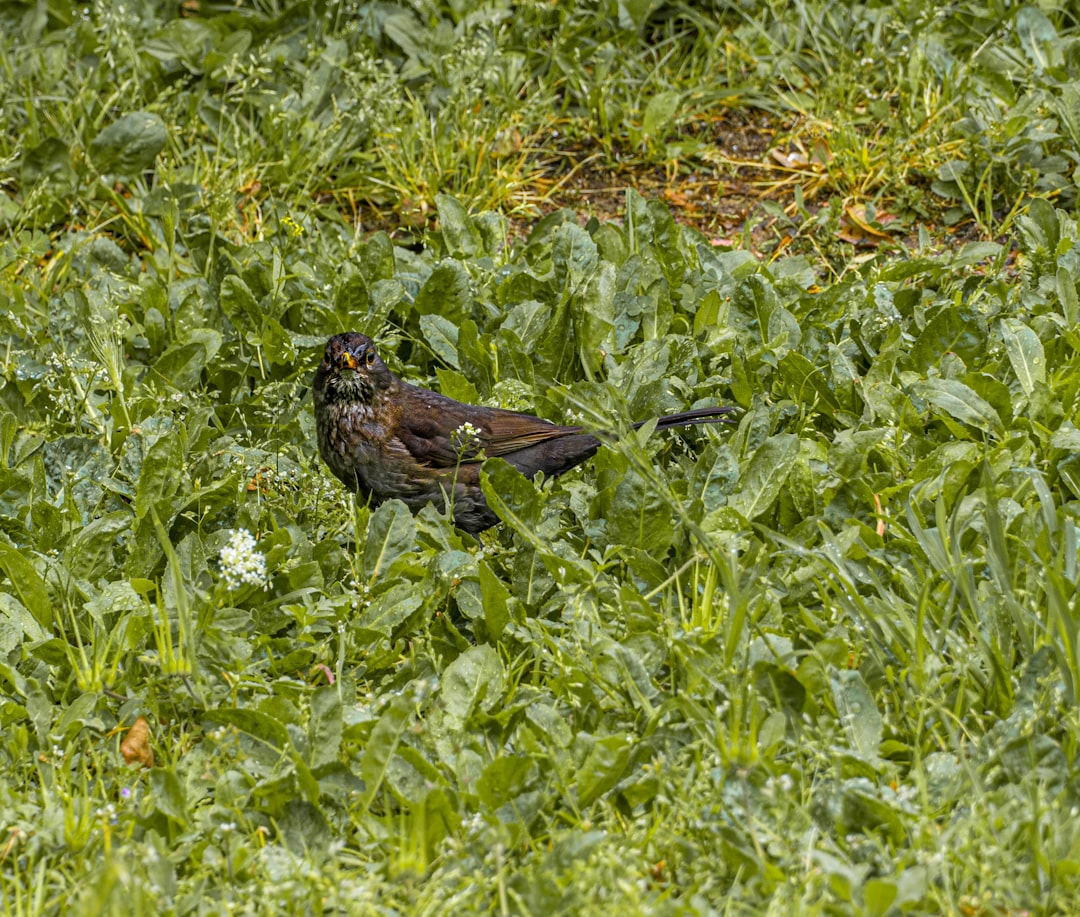 brown bird on green plant during daytime