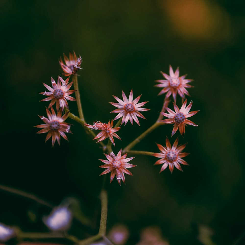 brown plant in tilt shift lens