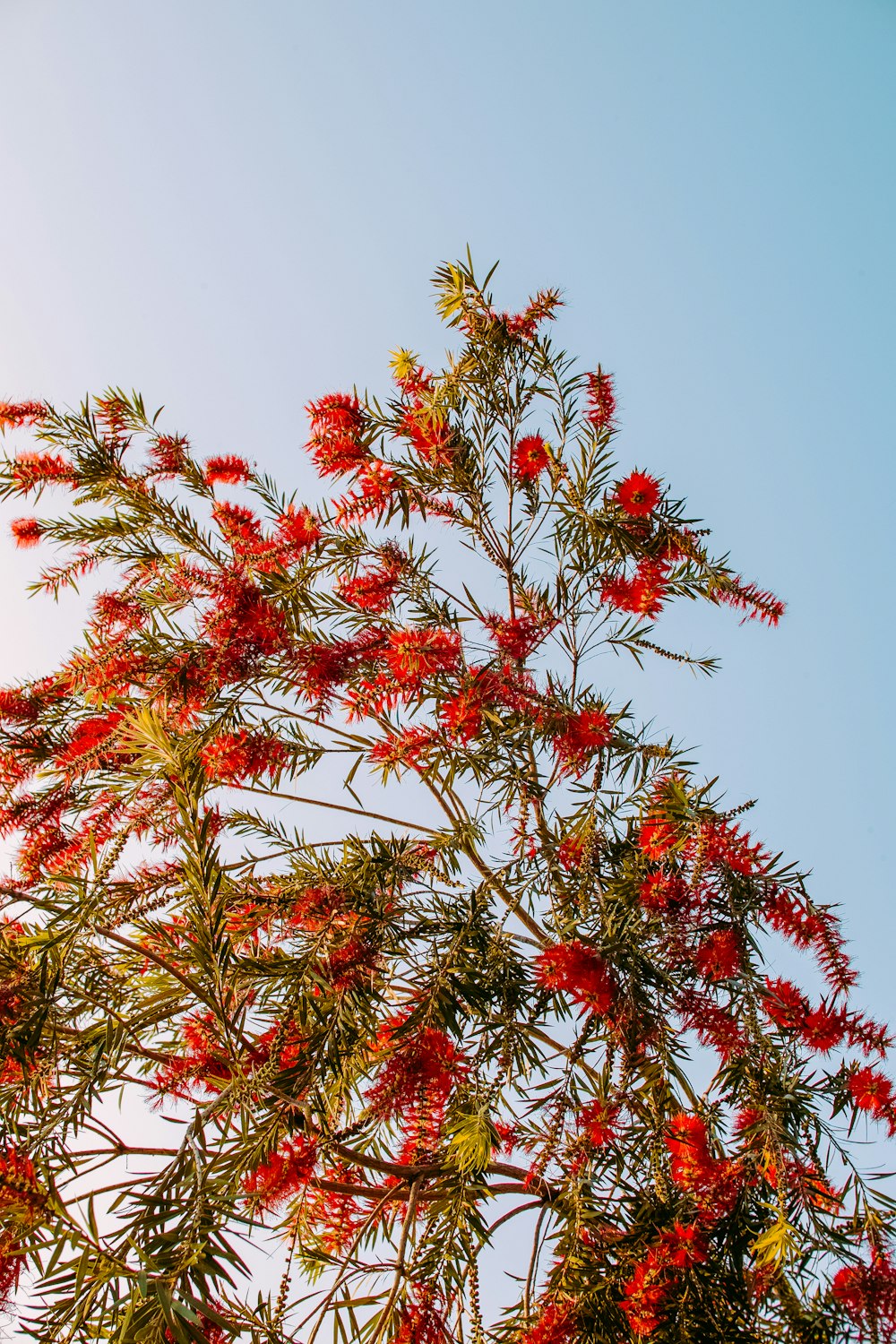 red and green leaf tree