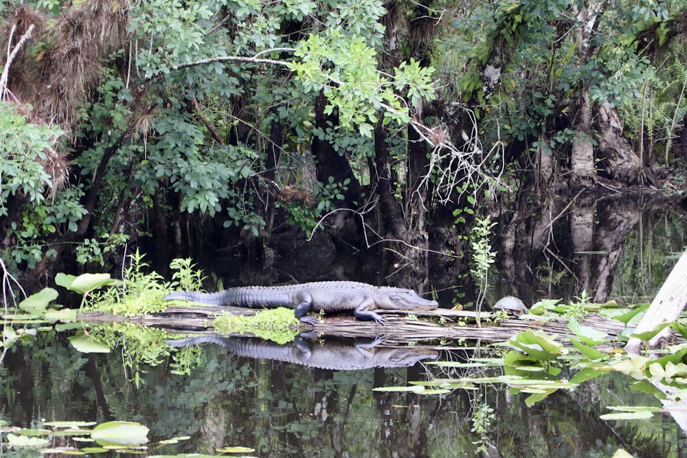 black crocodile on brown wooden bridge over river during daytime
