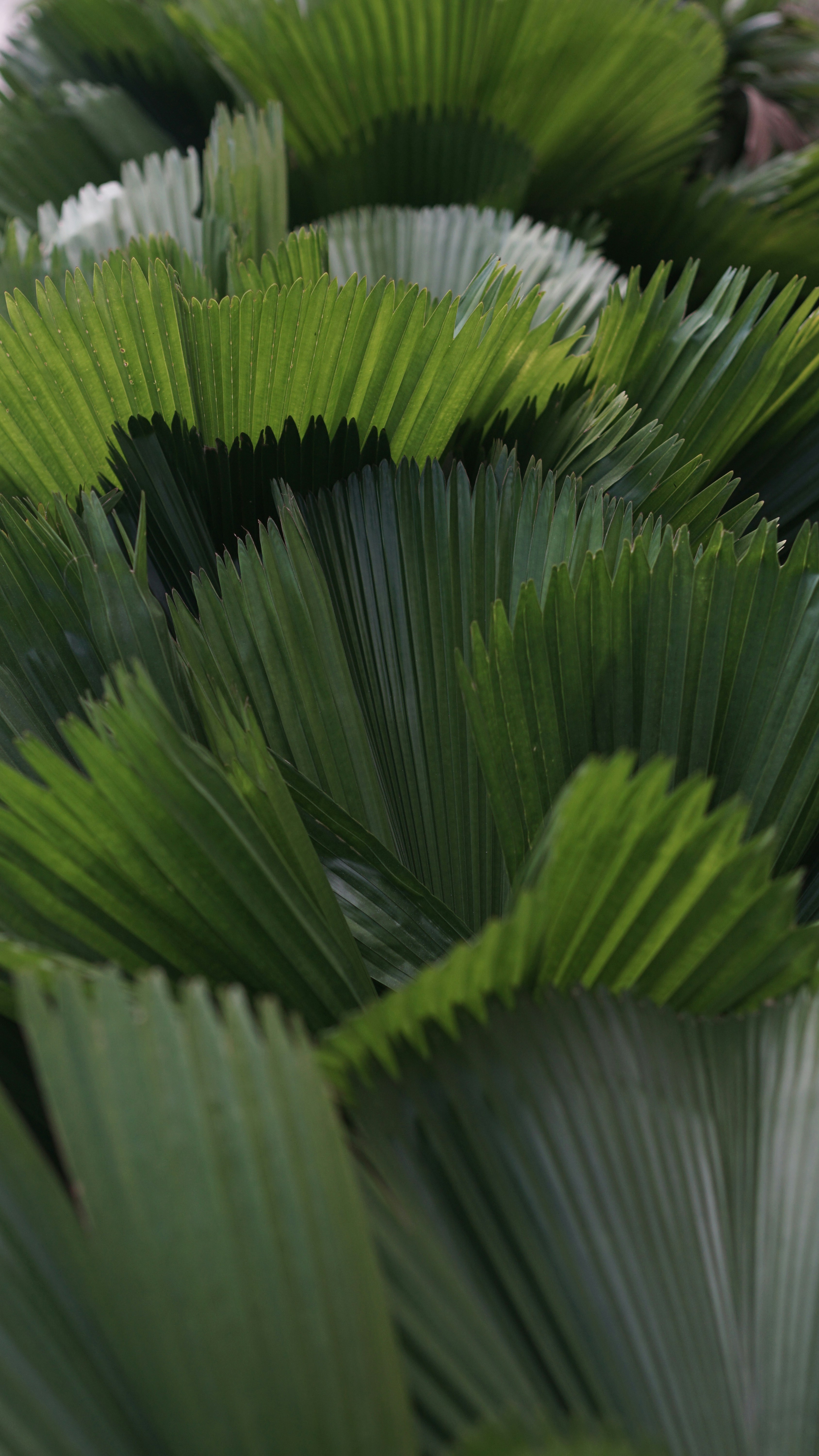 Green leaf plant in close up photography photo Free Green Image on