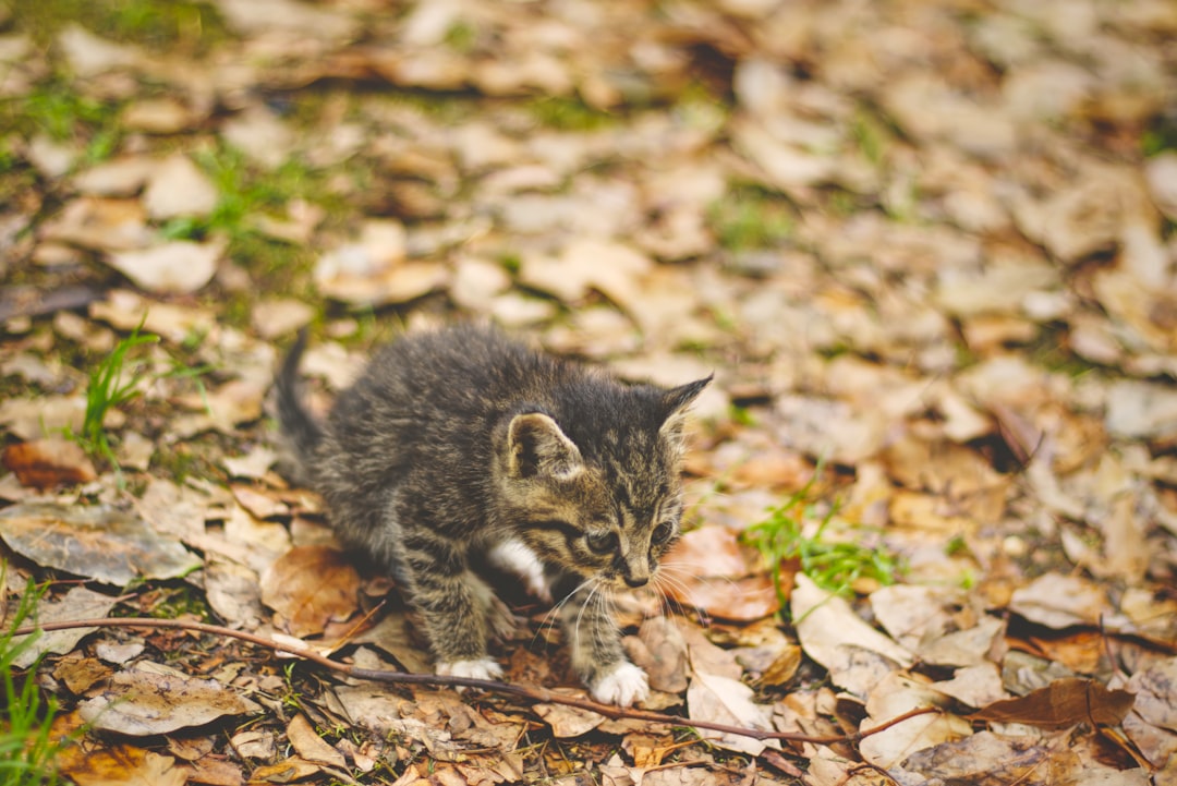 brown tabby kitten on dried leaves