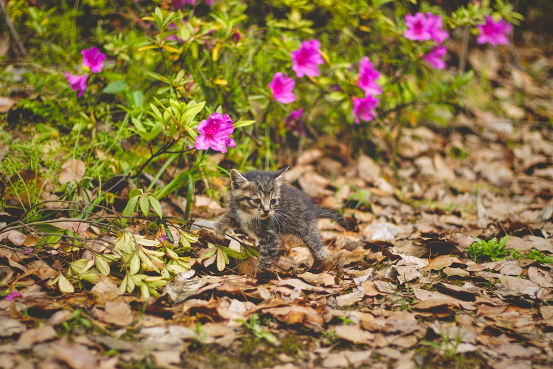 brown tabby kitten on dried leaves