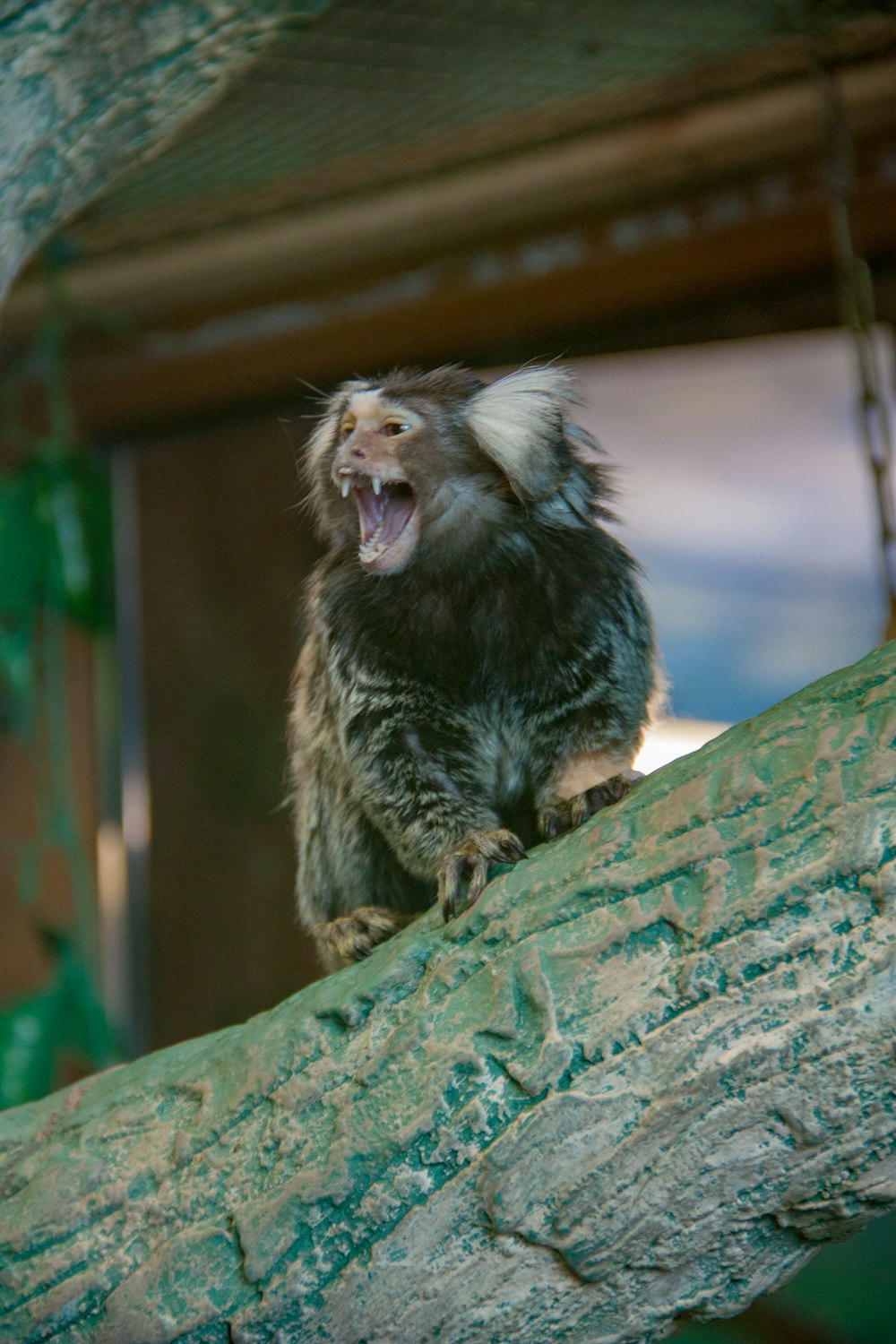 black and gray monkey on brown wooden log during daytime