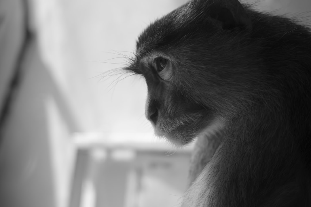 black monkey in white wooden frame