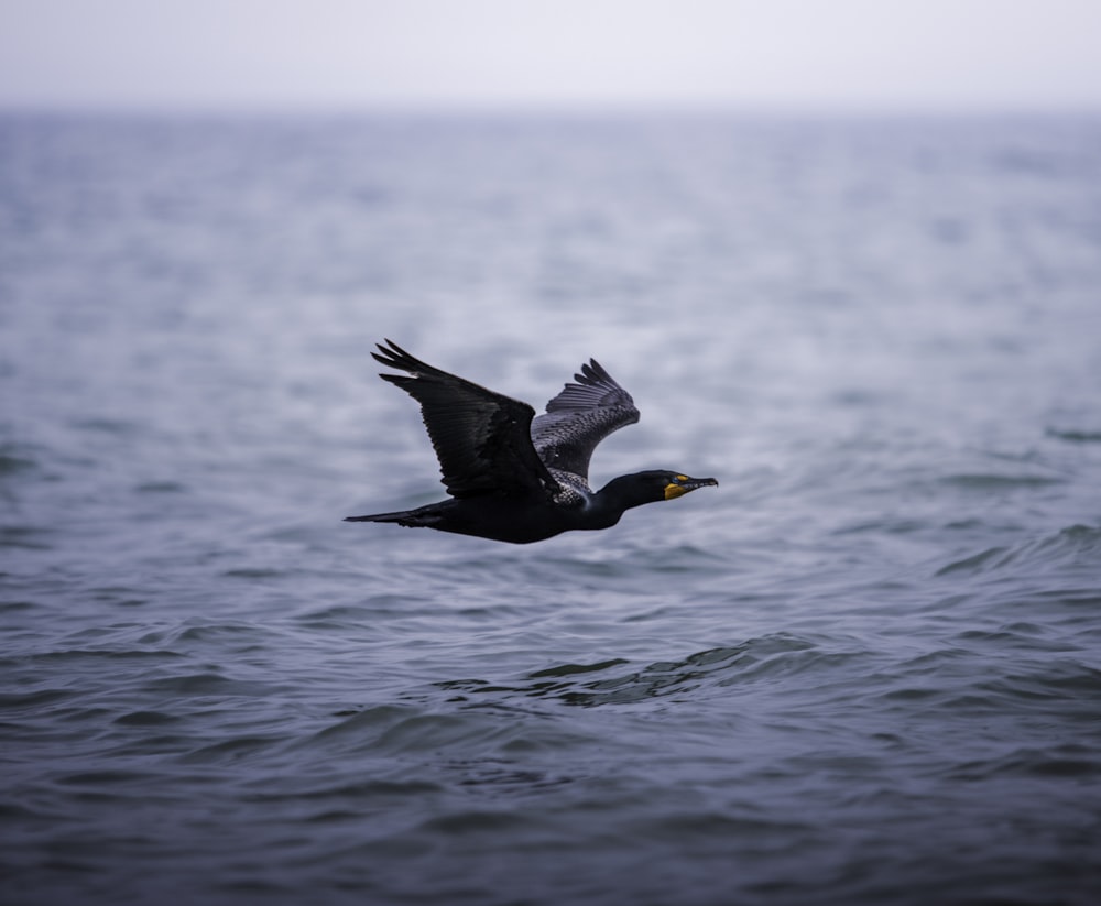 black and white bird flying over the sea during daytime