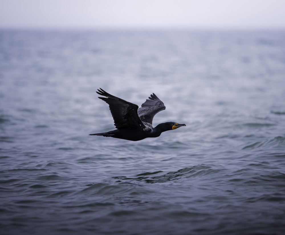 oiseau noir et blanc volant au-dessus de la mer pendant la journée