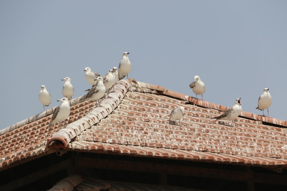 white bird on brown roof