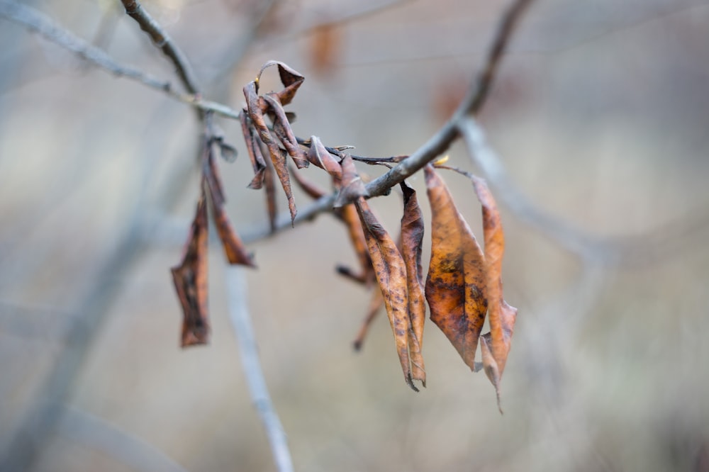 brown and yellow leaves in tilt shift lens