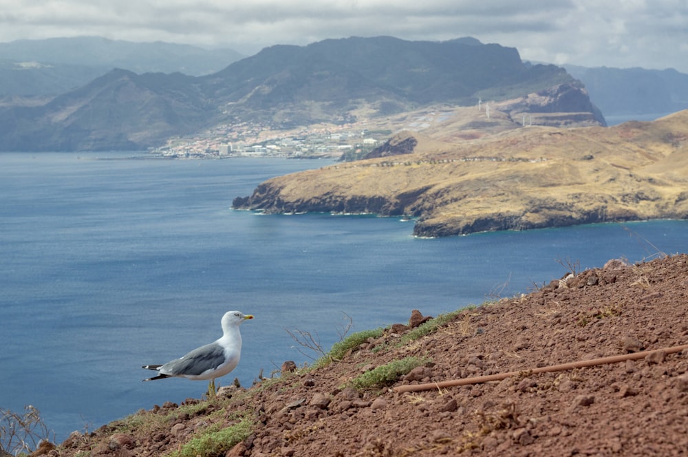 white and gray bird on brown rock near body of water during daytime