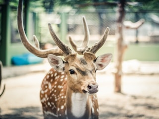 A deer with large antlers stands in a zoo enclosure, surrounded by a background of fencing and blurred greenery. The deer has white spots on its brown coat and is looking directly at the camera.
