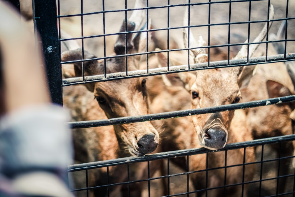 cabras marrons na gaiola durante o dia