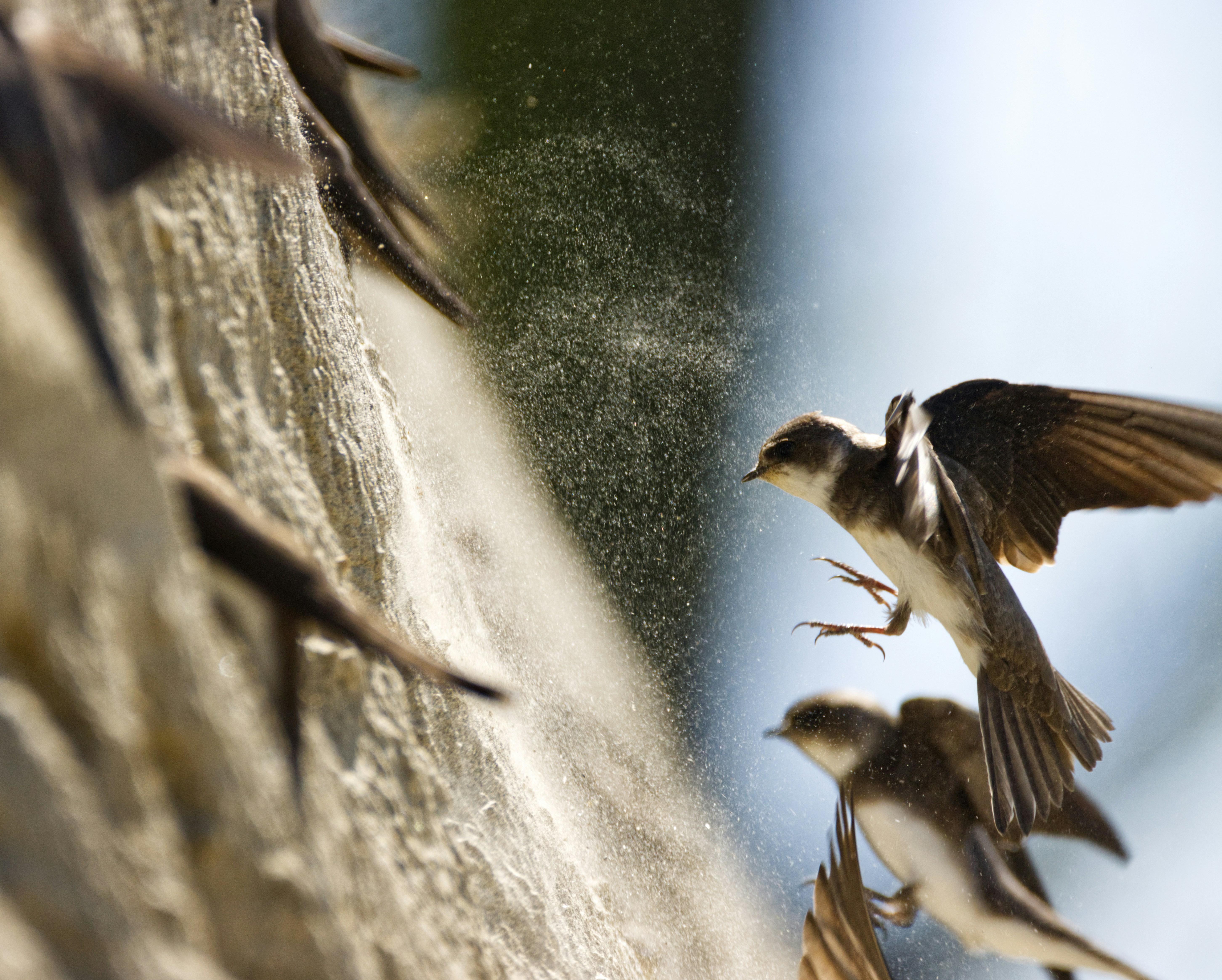 De oeverzwaluw gedijt goed in Goirle