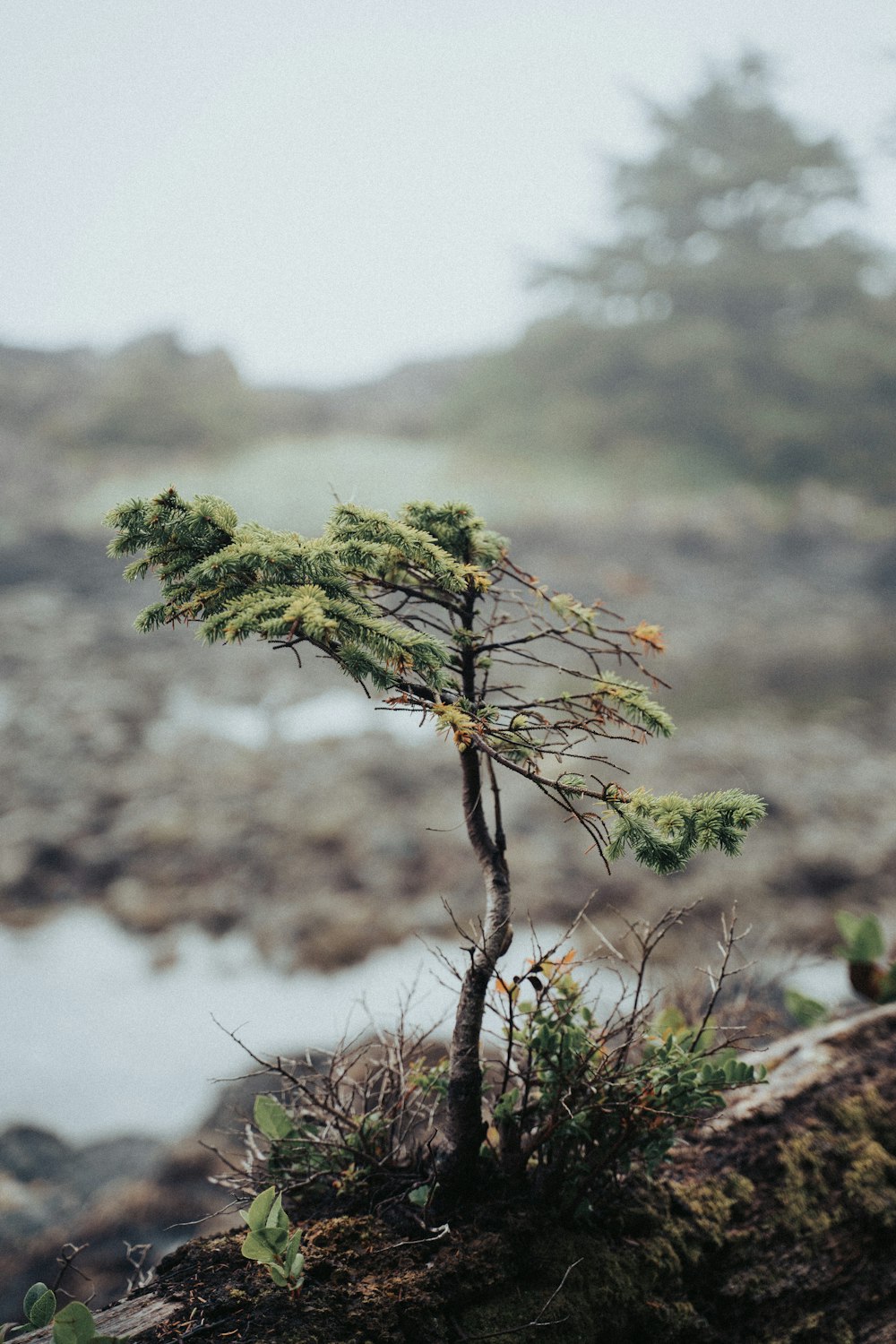 green tree in tilt shift lens