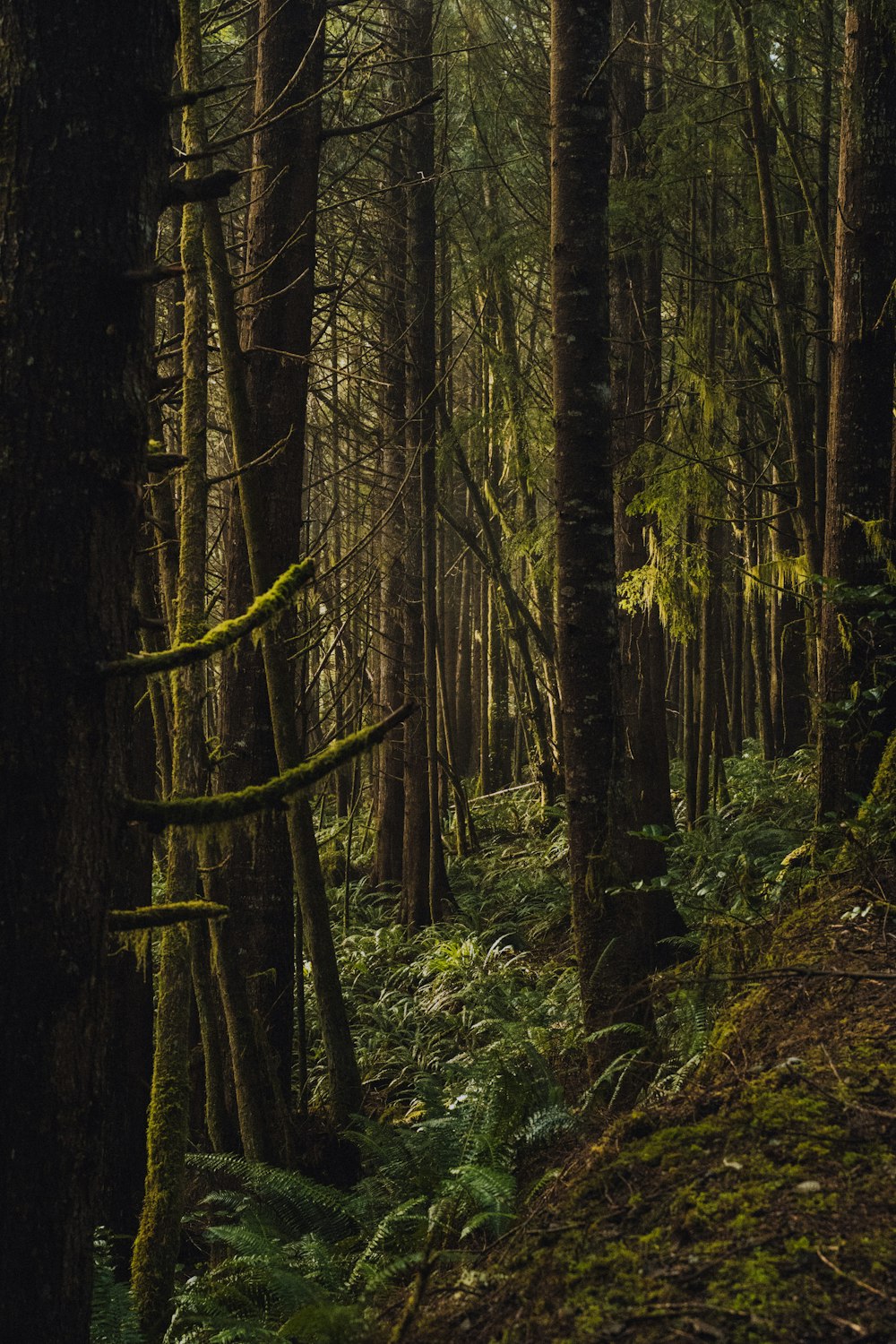 árvores verdes na floresta durante o dia