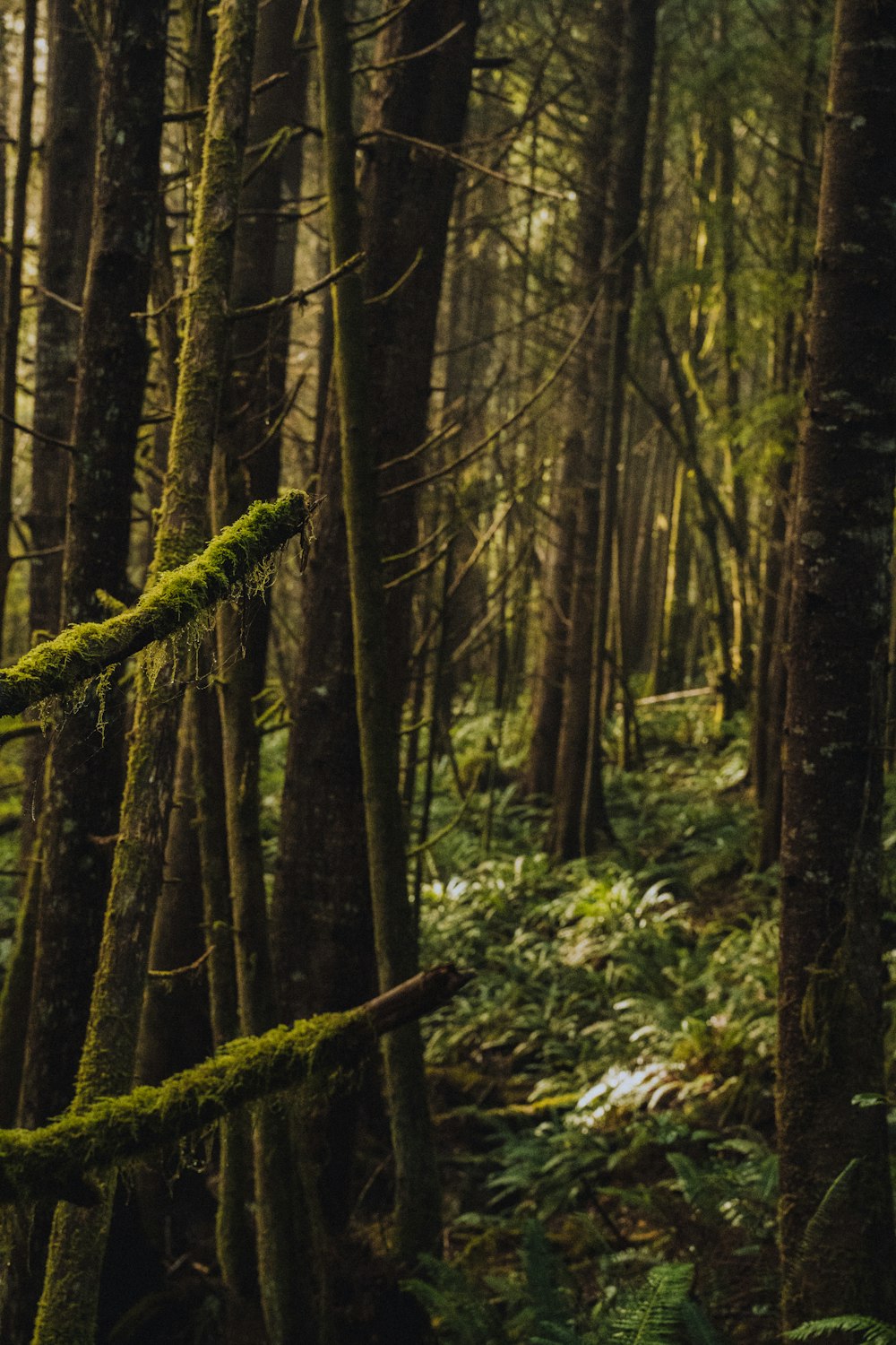 green and brown trees in forest during daytime