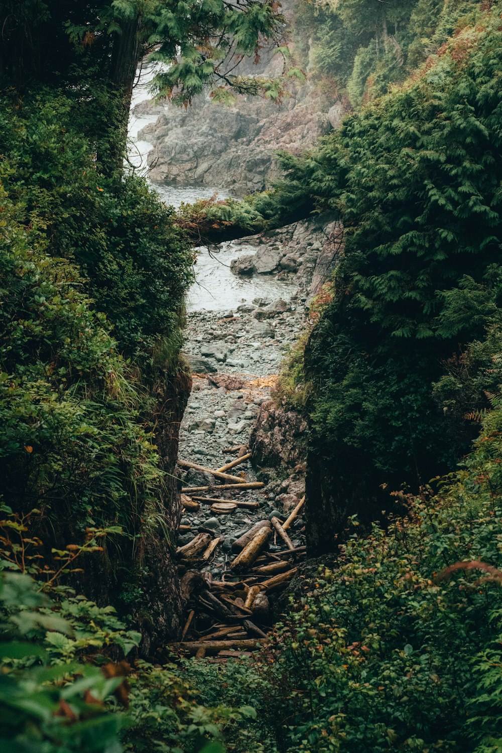 green trees near river during daytime