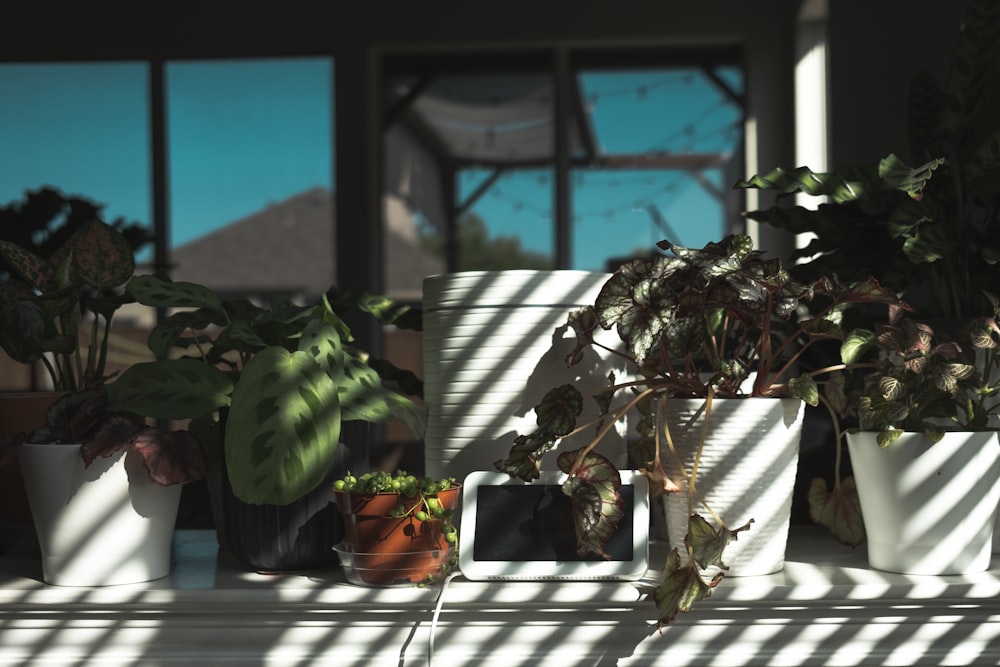 green plant on white ceramic pot