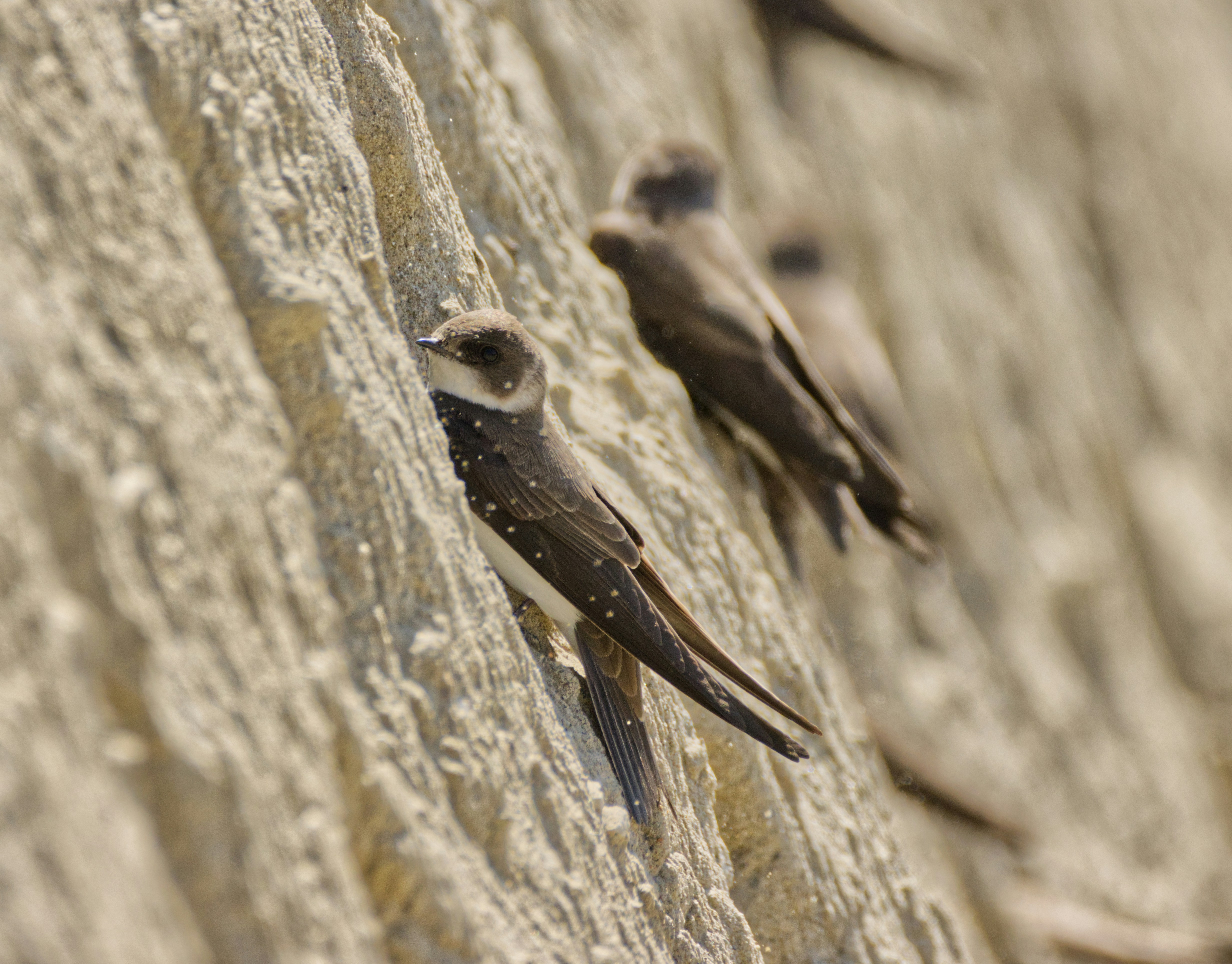 Telresultaten van zwaluwen in  Goirle in 2025