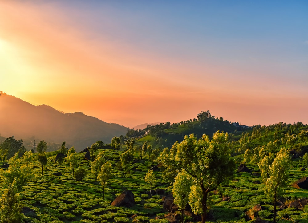 green trees on mountain during sunset