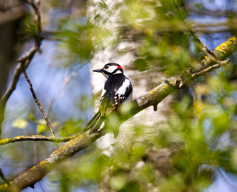 black and white bird on tree branch