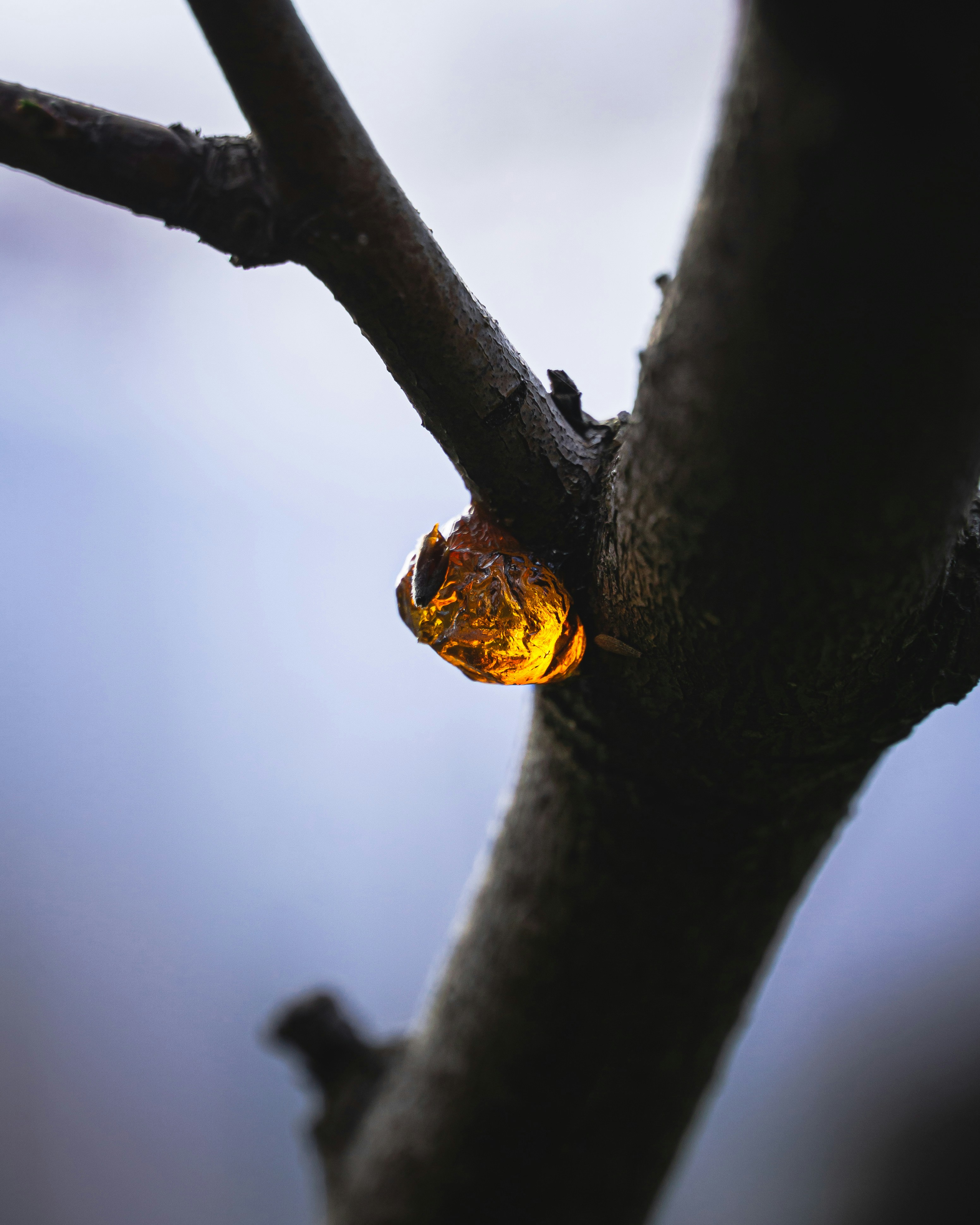 honey skin glow, wallpaper, Honey: A Natural Antibacterial Cleanser for Your Skin 6