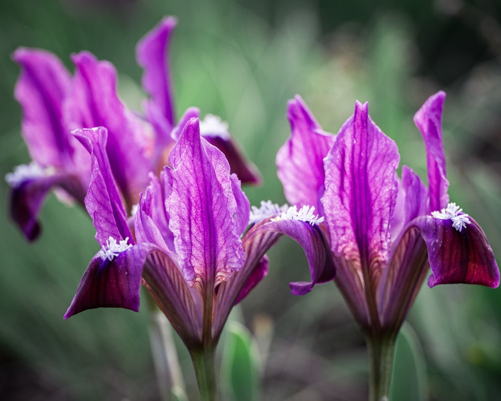 purple crocus in bloom during daytime