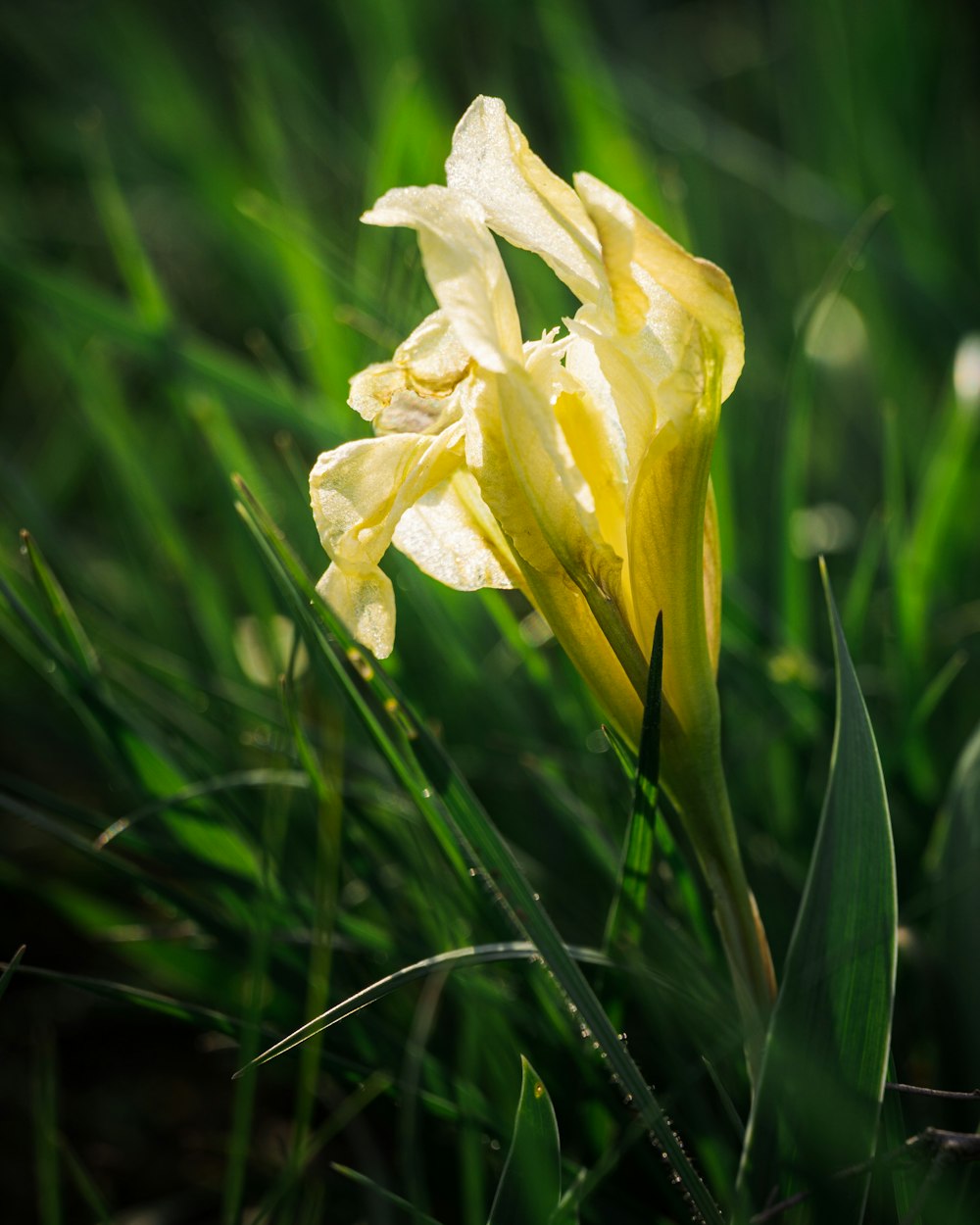 yellow flower in tilt shift lens