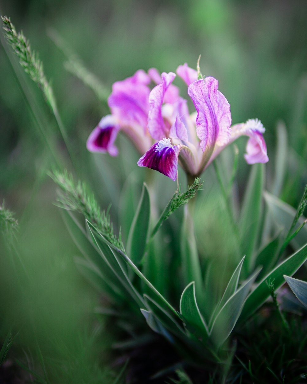 pink flower in tilt shift lens