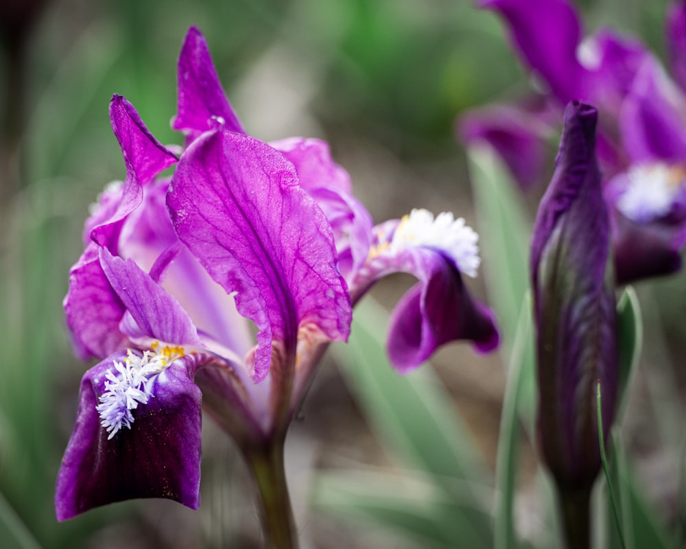 purple flower in tilt shift lens