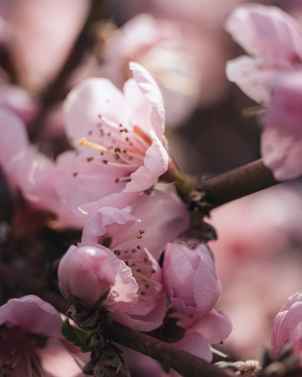 pink and white cherry blossom in close up photography