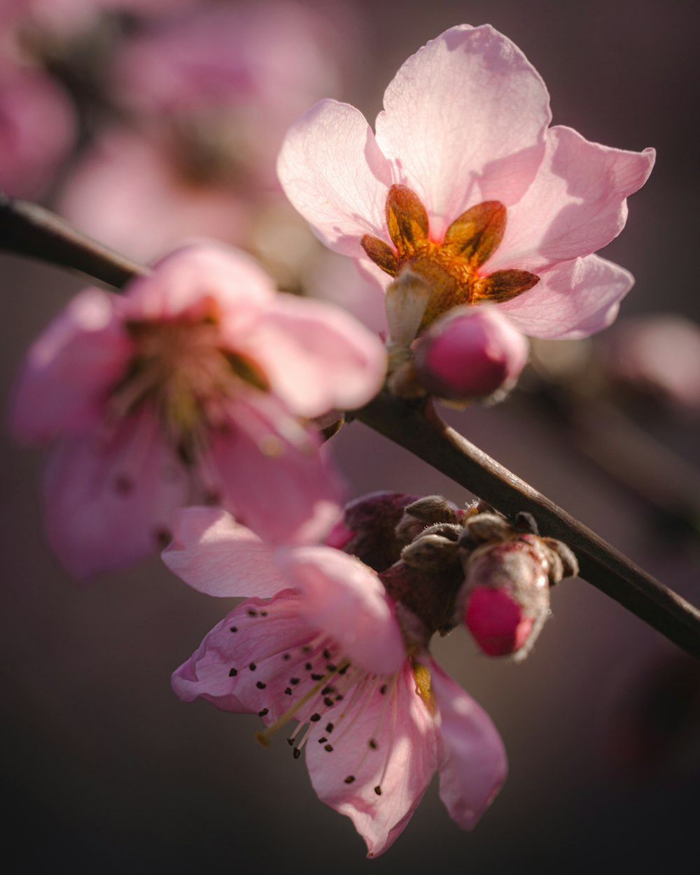 pink and white flower in tilt shift lens