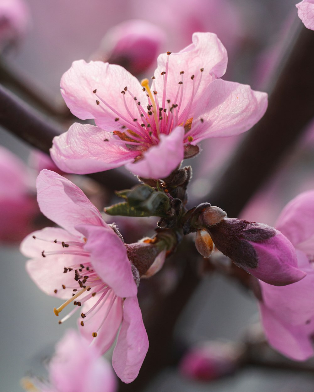 pink and white flower in macro shot